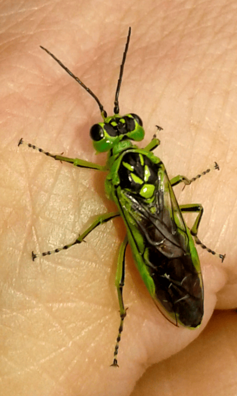 Tenthredinidae : Rhogogaster da ID